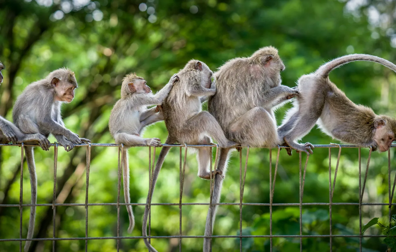 Фото обои обезьяны, семейка, весёлая