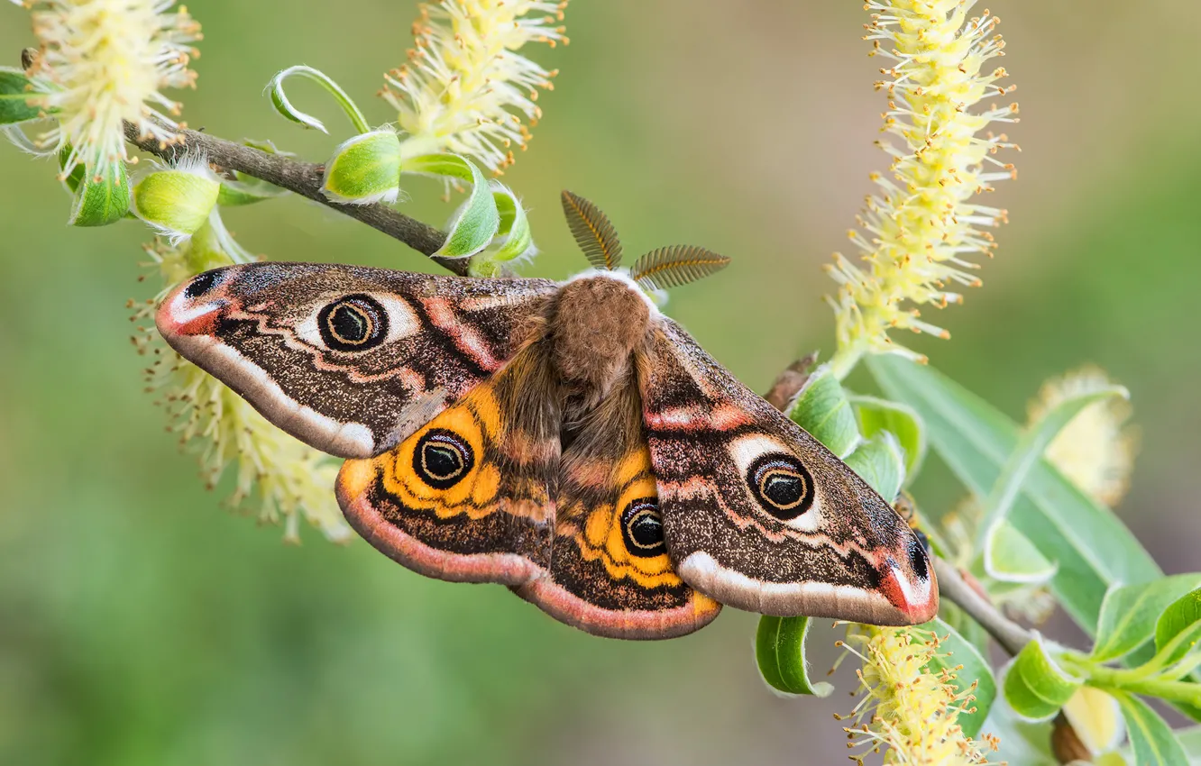 Фото обои макро, бабочка, ветка, крылышки, ива, Павлиноглазка малая