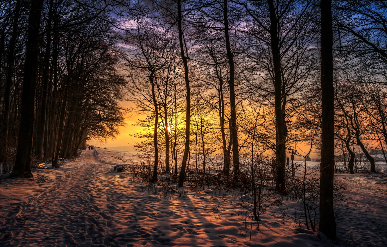Фото обои солнце, снег, деревья, обработка, Sunset walk