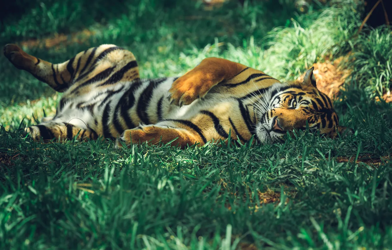 Фото обои трава, взгляд, свет, тигр, поза, отдых, лапы, лежит