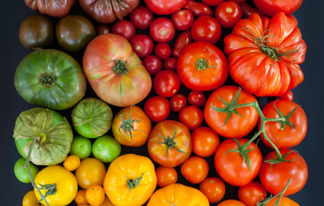 Фото обои разноцветные, помидоры, томаты