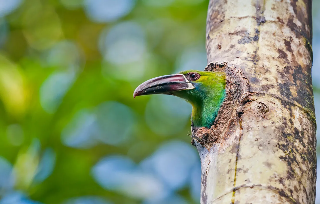 Фото обои дерево, птица, клюв, Эквадор, туканет
