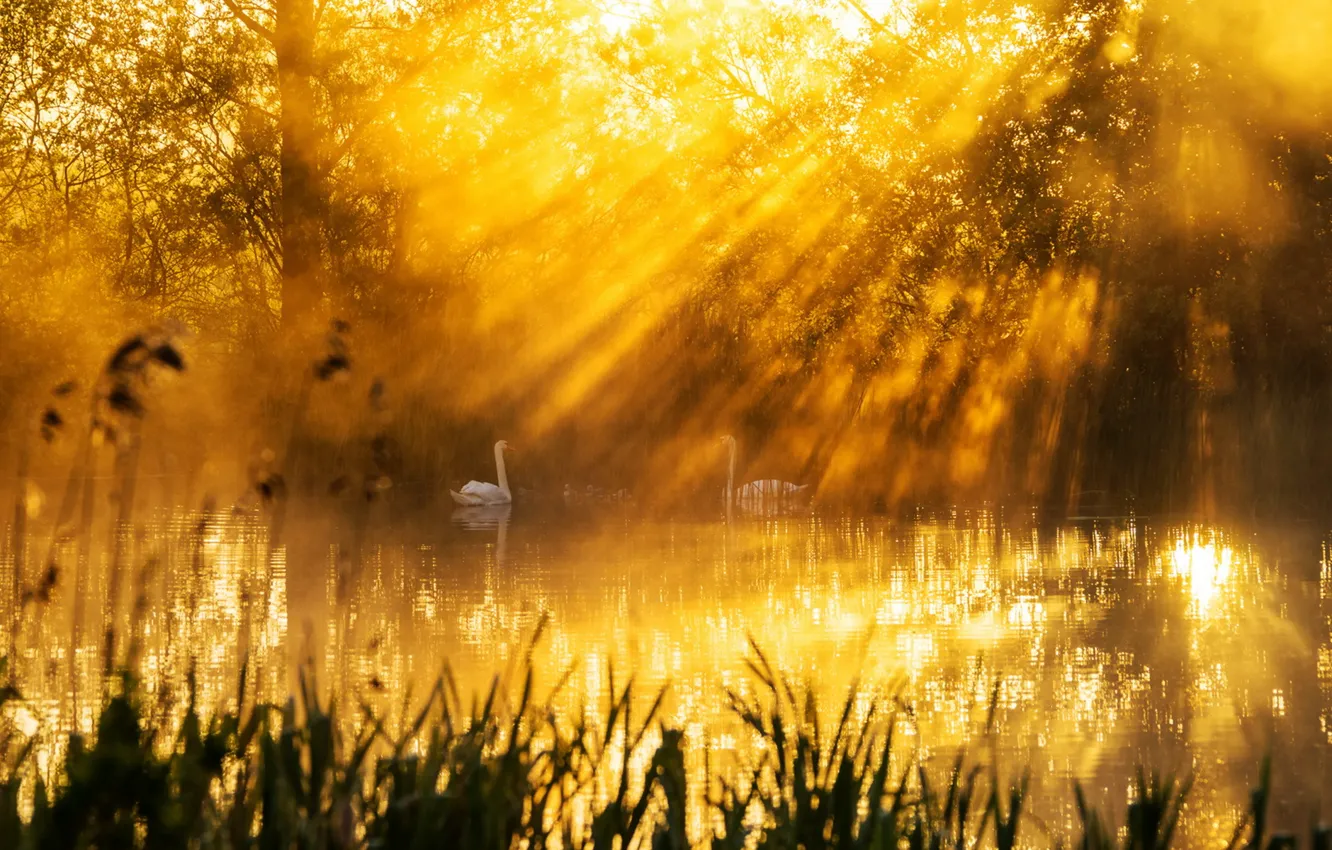 Фото обои свет, озеро, утро, лебеди