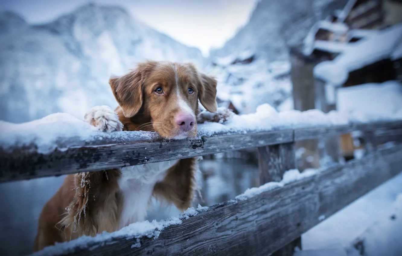 Фото обои зима, грусть, снег, горы, животное, забор, собака, ограждение