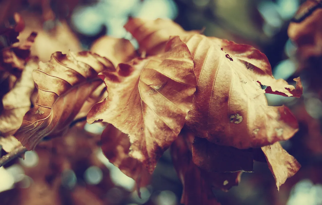 Фото обои осень, листья, макро, природа, сухие, жёлтые