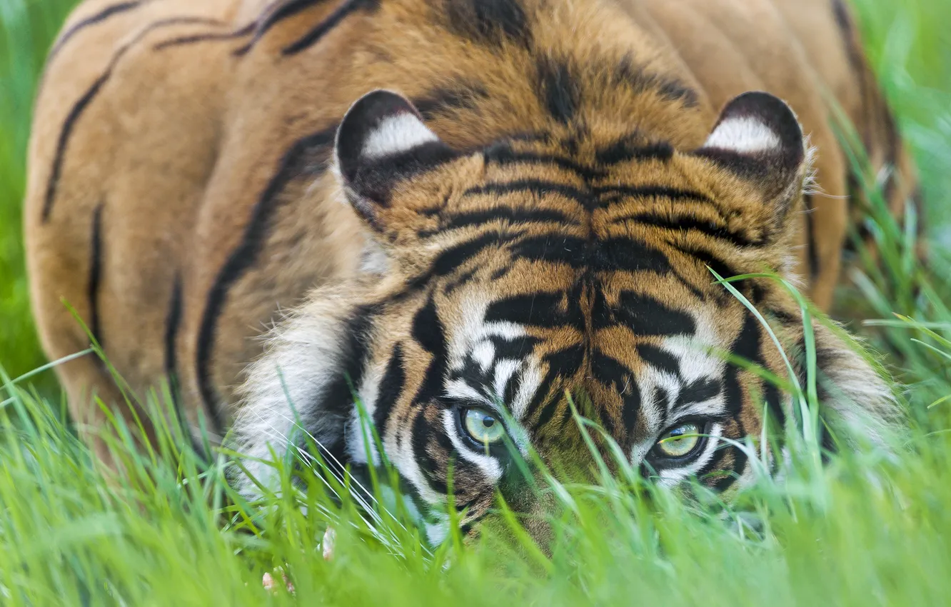 Фото обои кошка, трава, взгляд, тигр, ©Tambako The Jaguar, суматранский