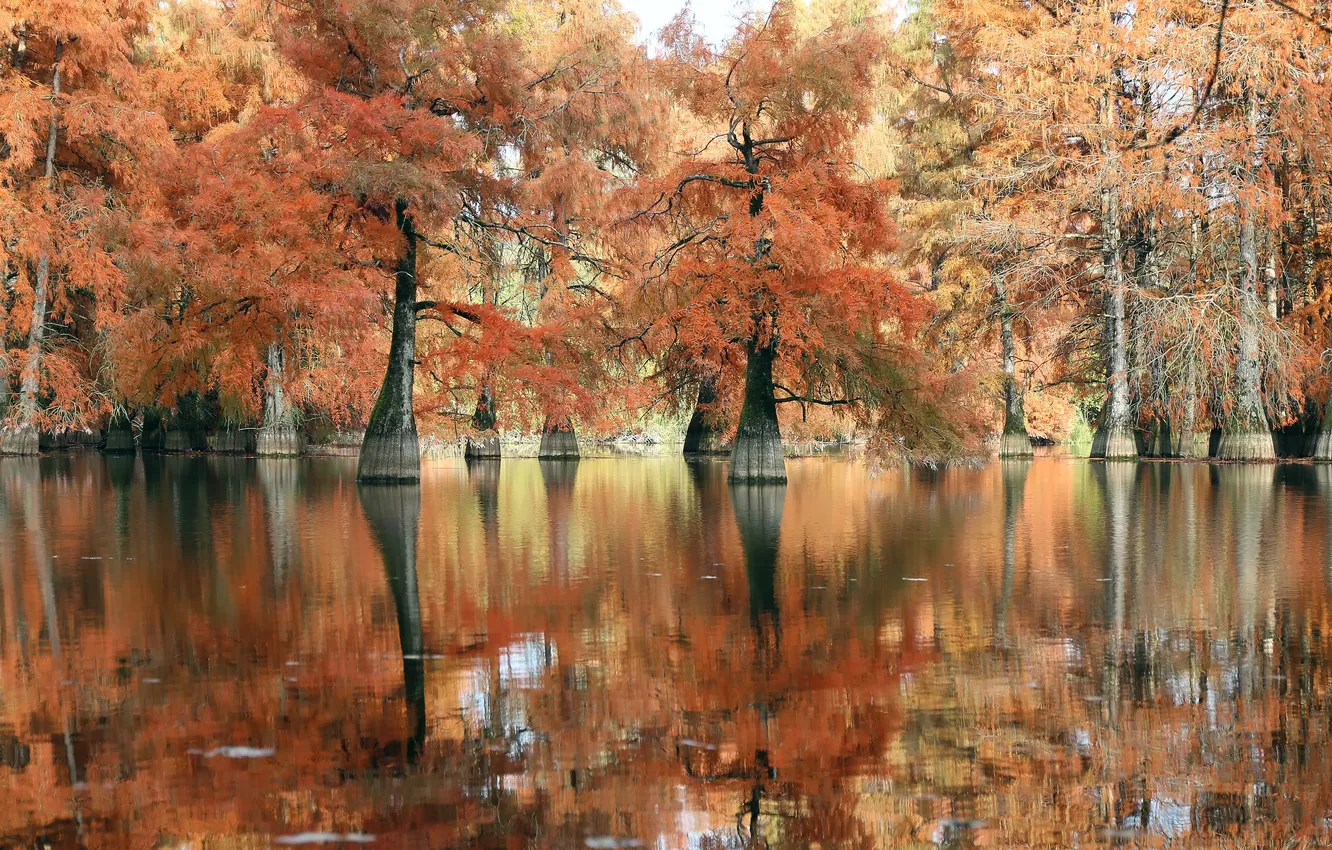 Фото обои Франция, France, Изер, Bald cypresses, Лысые кипарисы у пруда Болье, at the Beaulieu pond, Isere