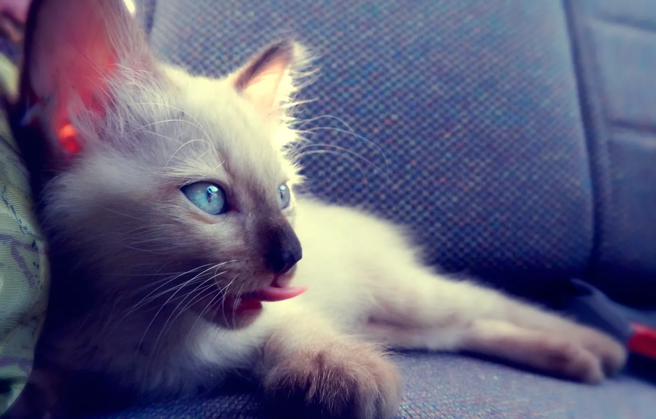 Фото обои лежит, котёнок, kitten, cat, зверёк, голубоглазый, pet