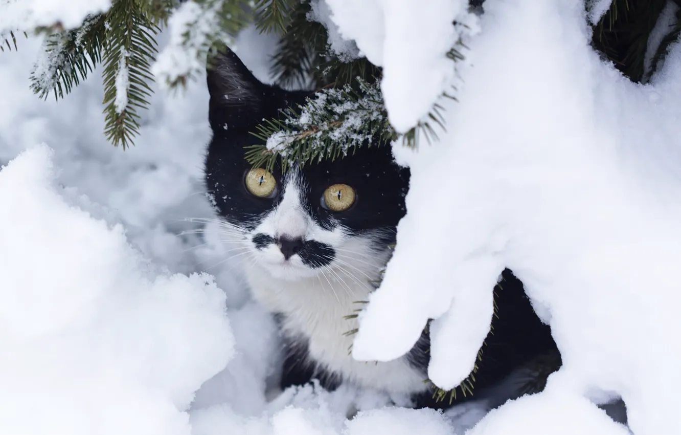 Фото обои зима, кошка, кот, снег