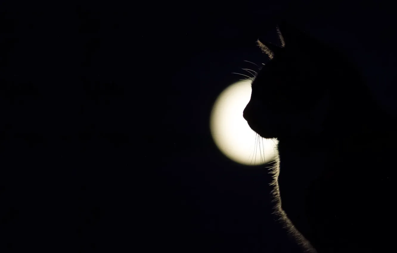 Фото обои кошка, свет, тень