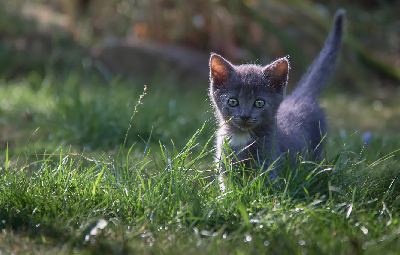 Фото обои кошка, трава, котенок, серый, поляна, малыш, котёнок