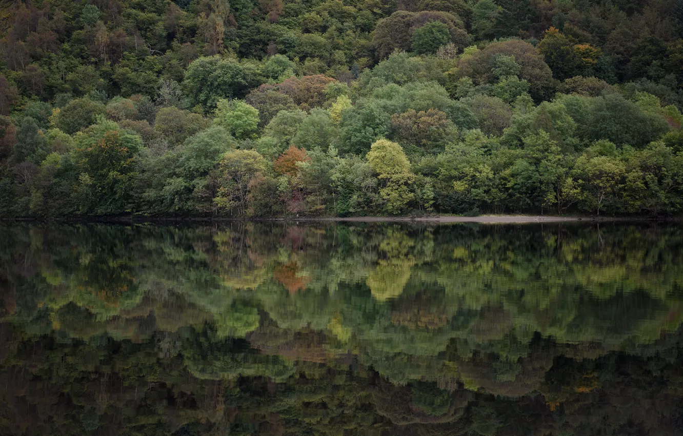 Фото обои trees, lake, reflection, mirror, riverside, lakeshore, riverscape
