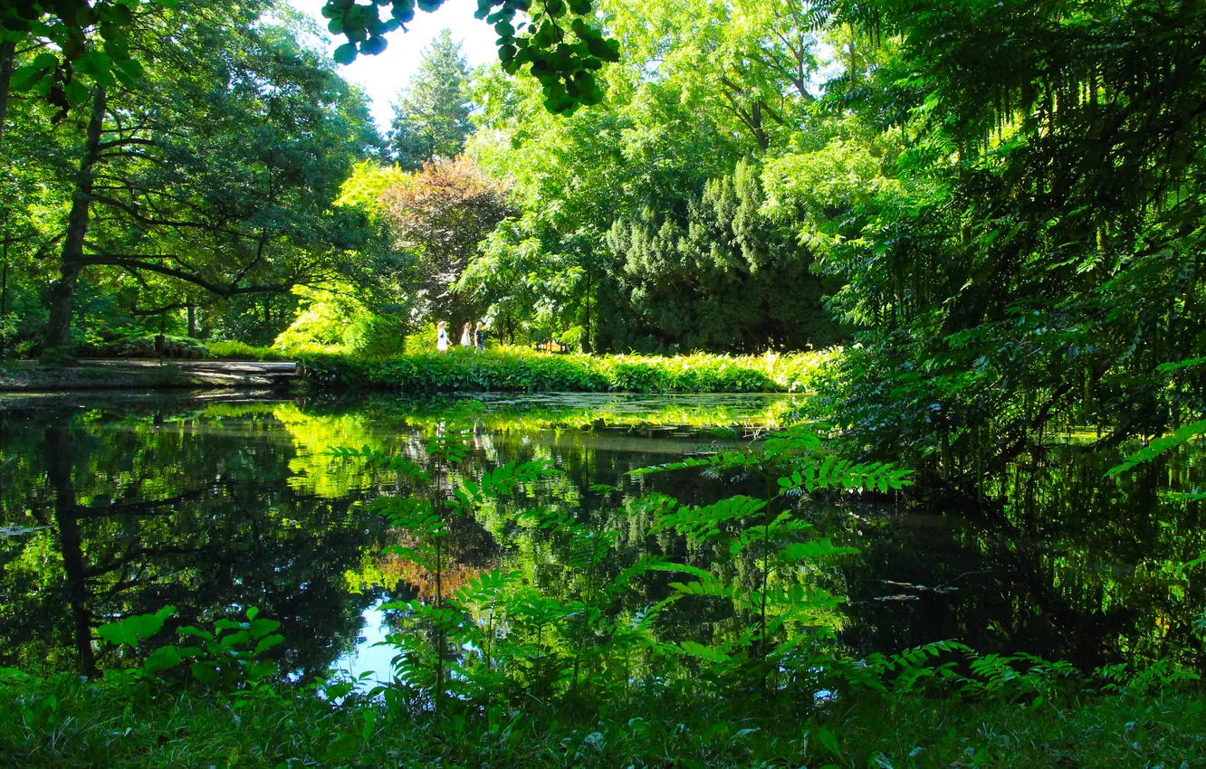 Фото обои green, forest, trees, water, park, pond