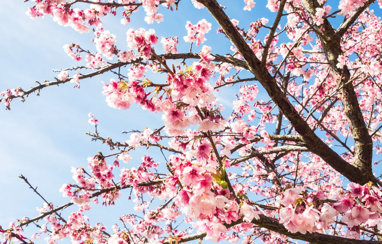 Фото обои небо, ветки, весна, сакура, цветение, pink, blossom, sakura