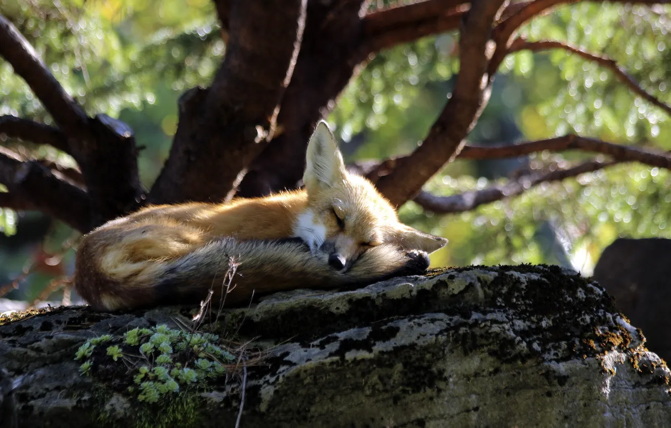 Фото обои fox, nature, animal