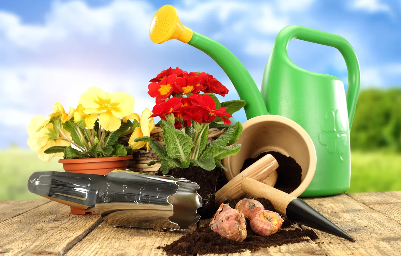 Фото обои примула, primrose, садовый инвентарь, садовые цветочки, garden tools, lawn and flowers, луковицы