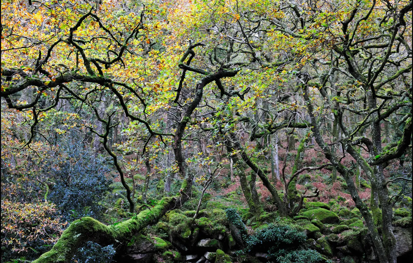 Фото обои лес, деревья, камни, мох, изогнутые