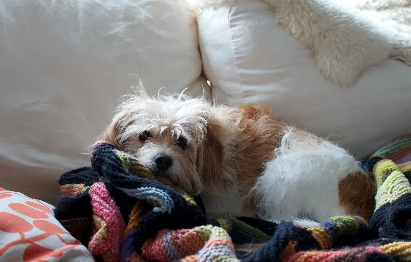 Фото обои друг, дома, собака