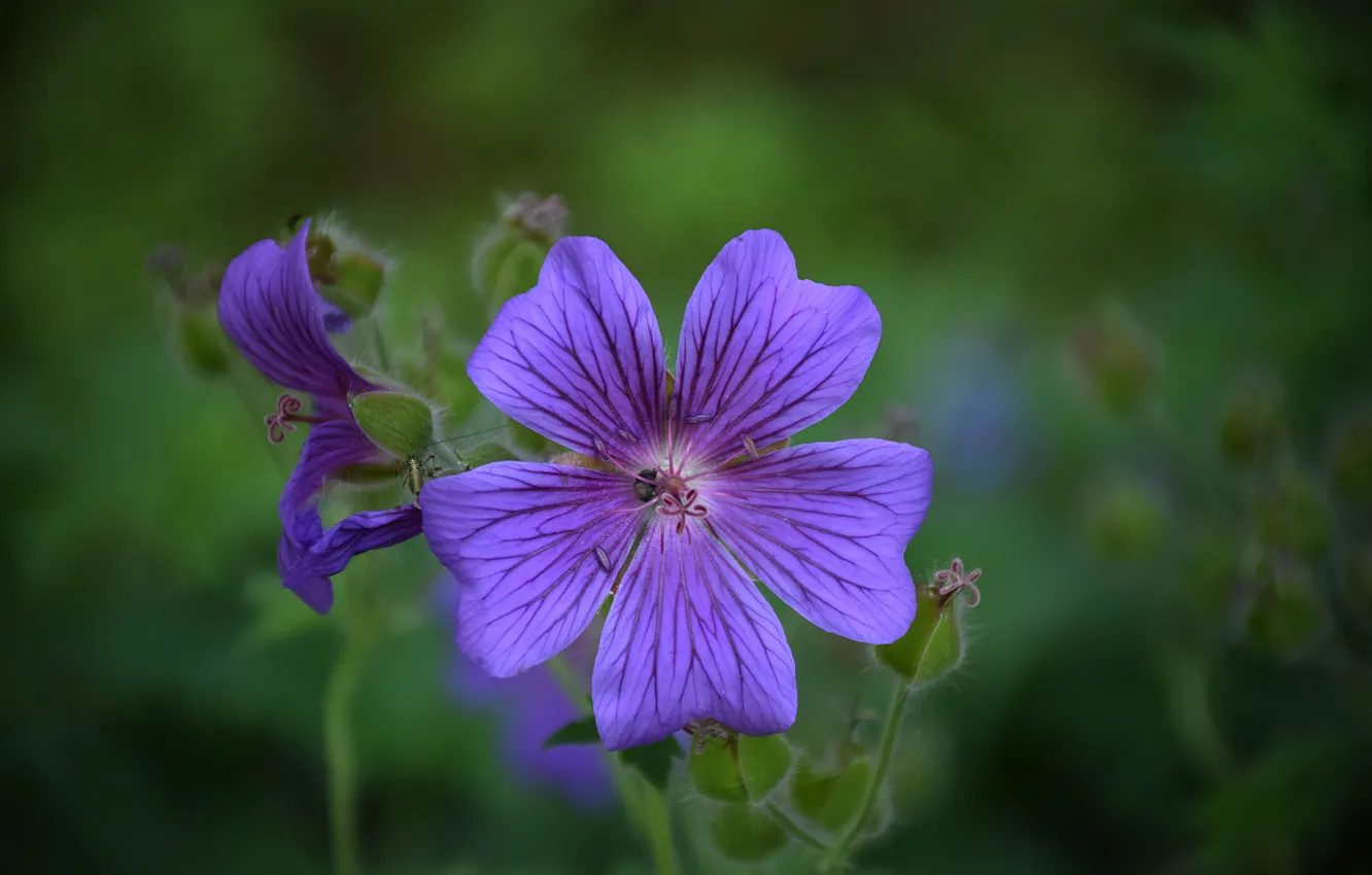 Фото обои Цветочки, Flowers, Фиолетовые цветы, Purple flowers