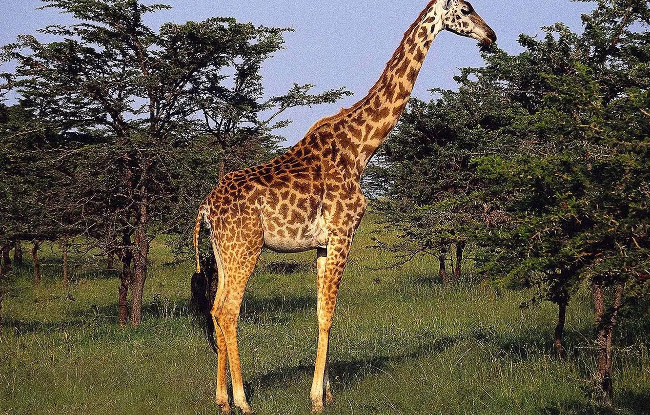Фото обои animal, giraffe, wildlife