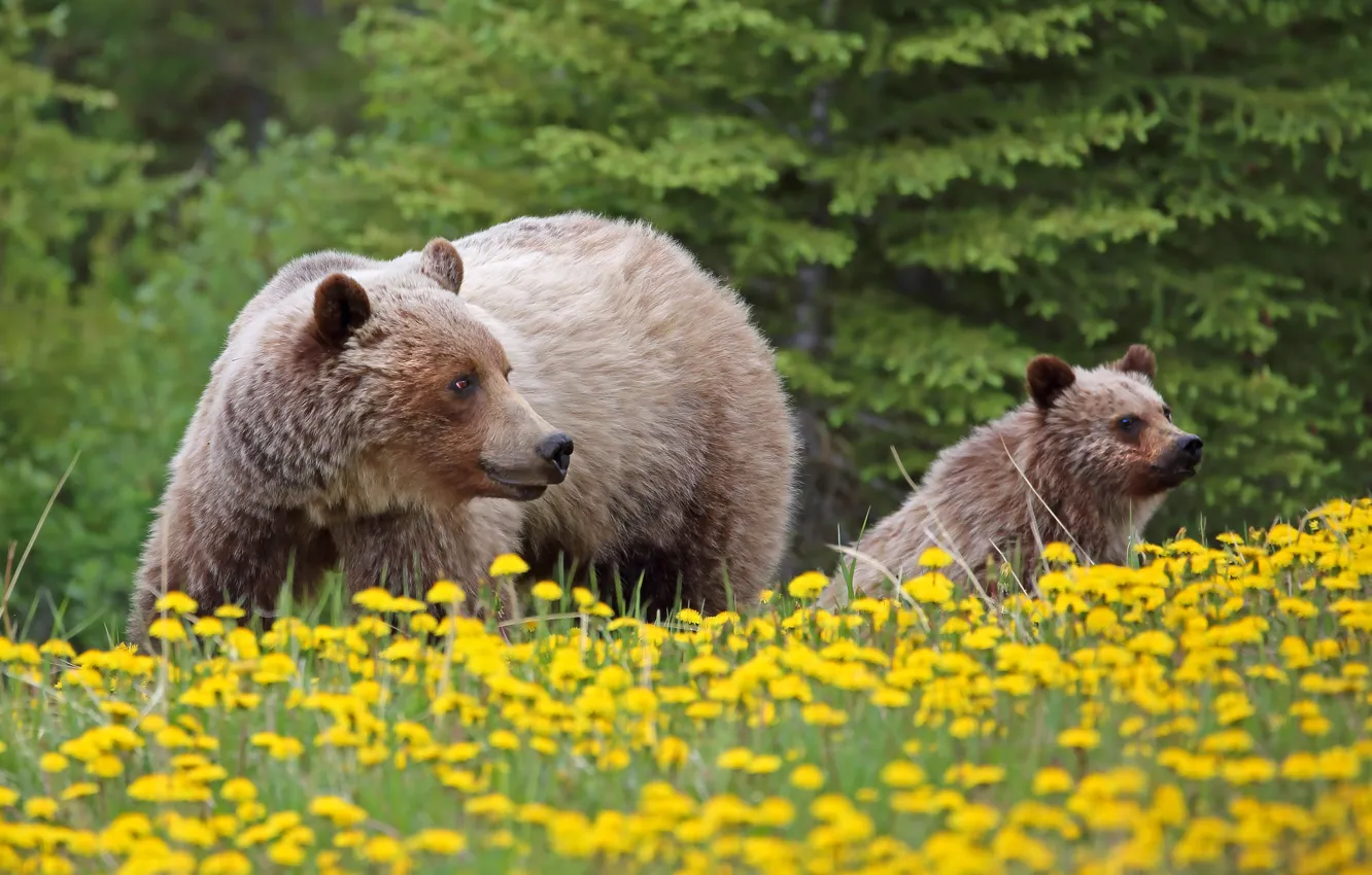 Фото обои цветы, медведи, медвежонок, детёныш, одуванчики, гризли, медведица