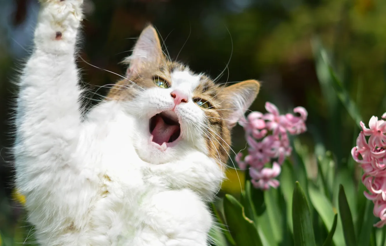 Фото обои кот, цветы, лапа, певец, оратор, соло, агитатор