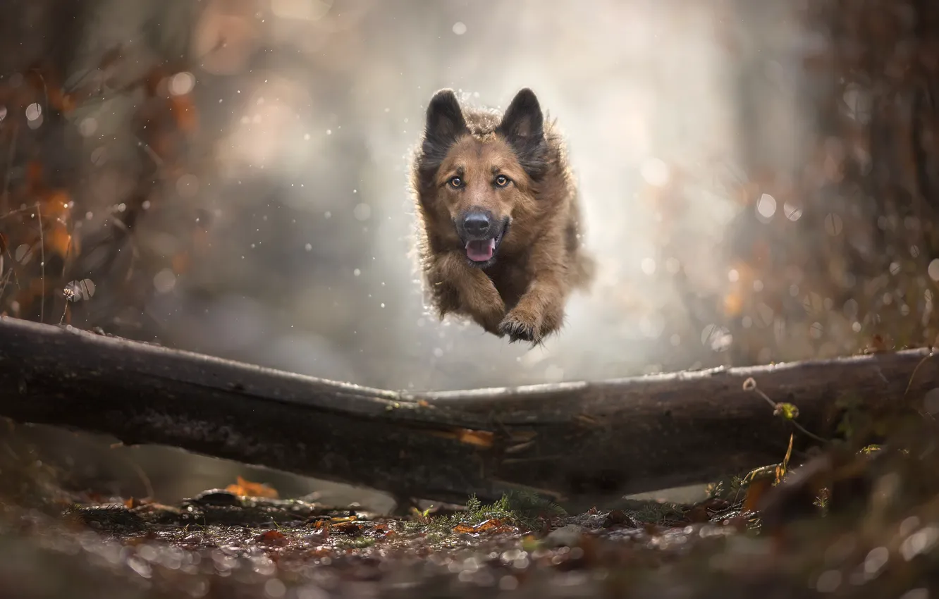 Фото обои осень, прыжок, собака, боке