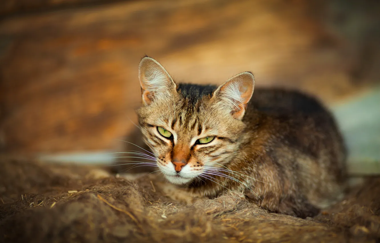 Фото обои кот, взгляд, мордочка, боке, котейка, Виктория Герасименко
