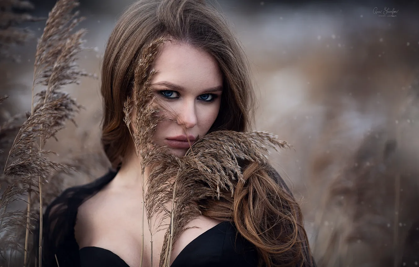 Фото обои взгляд, девушка, модель, причёска, Анна Шувалова, Даша Санатина