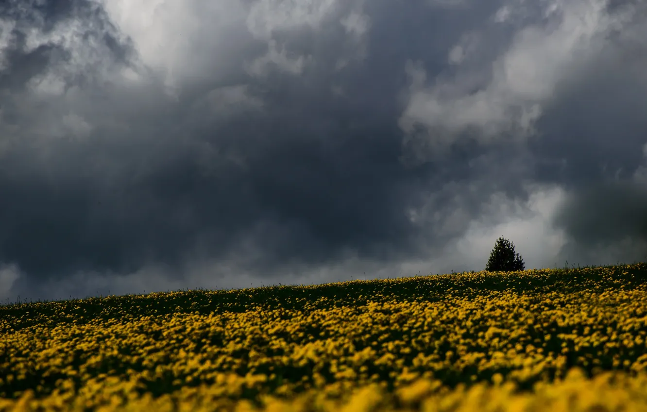 Фото обои storm, trees, field, flowers, gray clouds, rainy