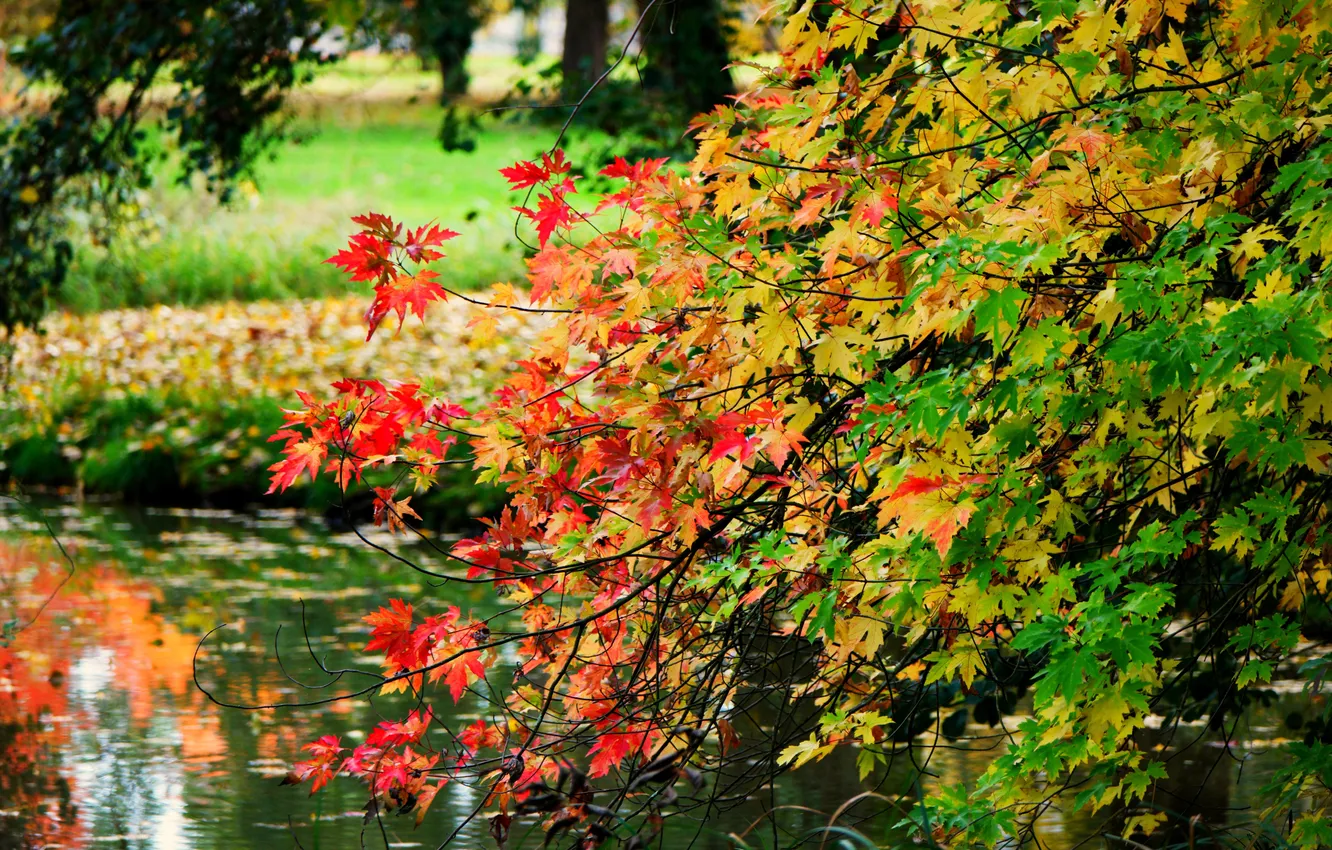 Фото обои листья, деревья, ветки, парк, отражение, река, зеркало