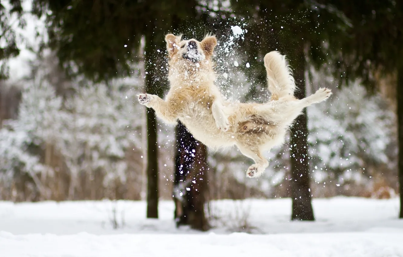 Фото обои зима, снег, радость, настроение, собака