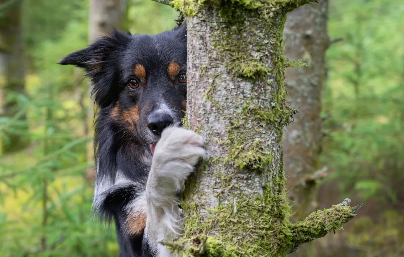 Фото обои взгляд, морда, дерево, лапа, собака, Бордер-колли