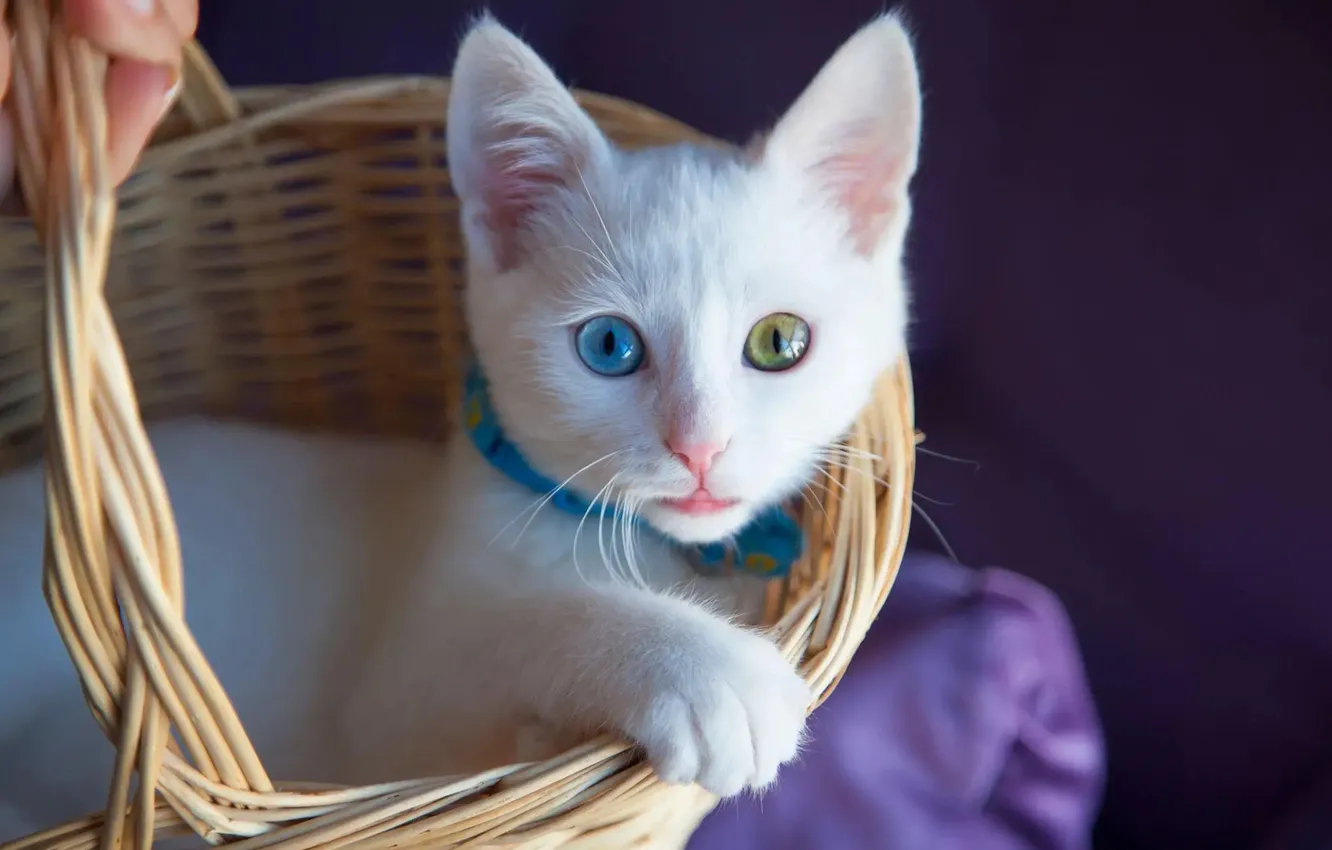 Фото обои кошка, белый, взгляд, поза, котенок, портрет, мордашка, корзинка