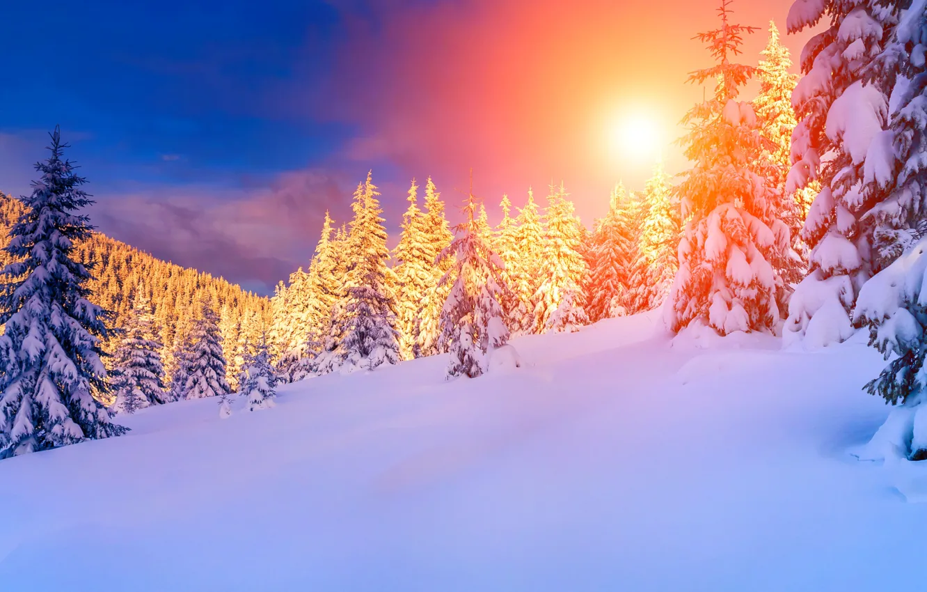 Фото обои зима, лес, солнце, снег, горы, тучи, ели