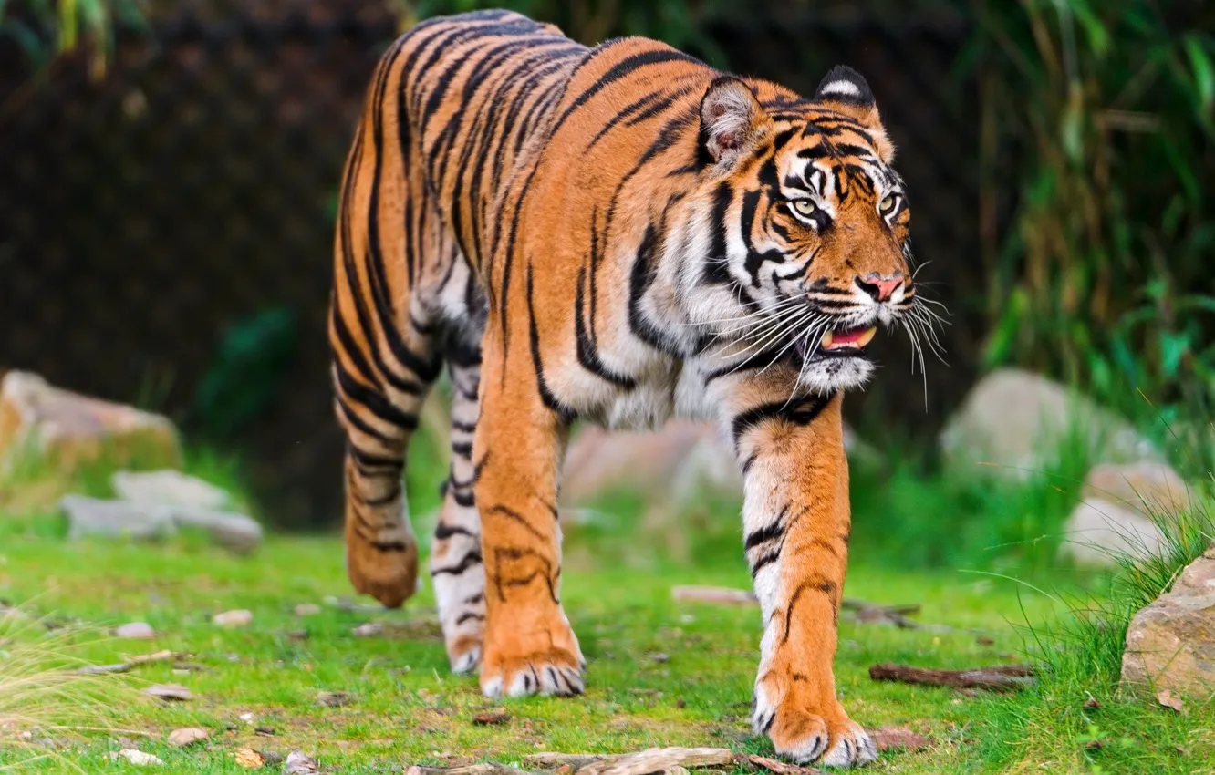Фото обои тигр, хищник, прогулка, полосатая кошка, осмотр