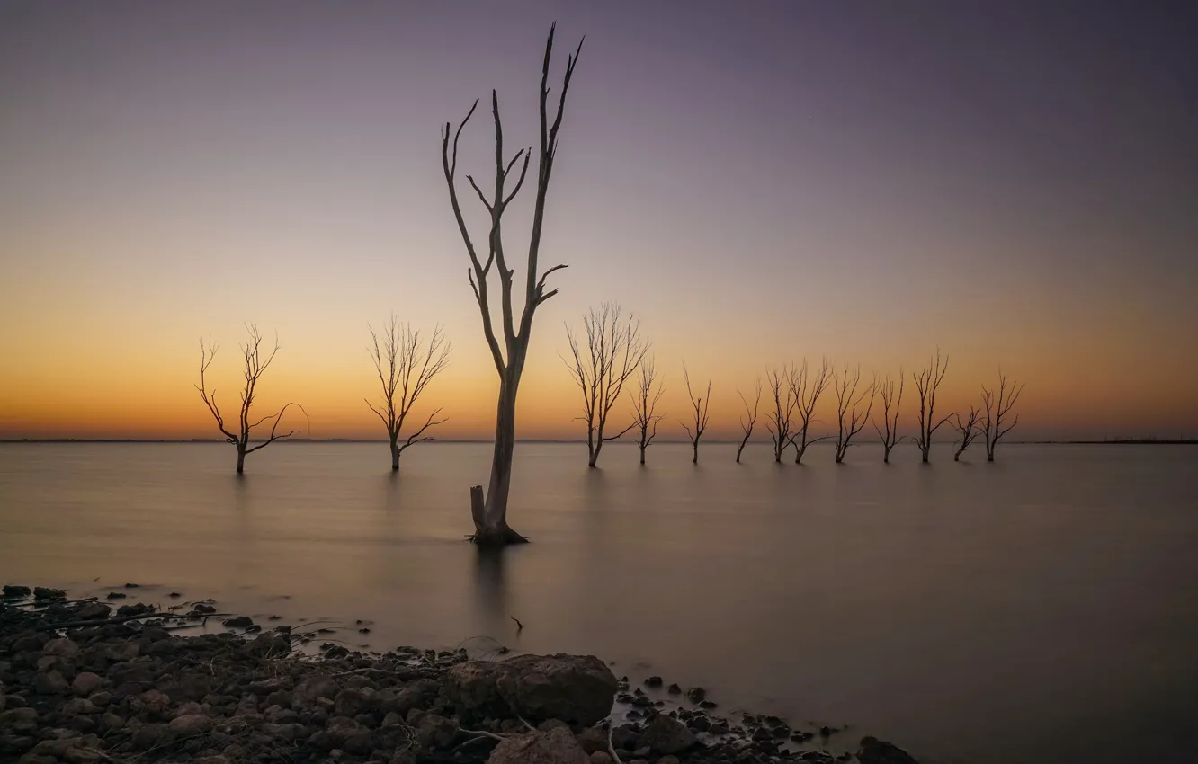 Фото обои деревья, берег, утро