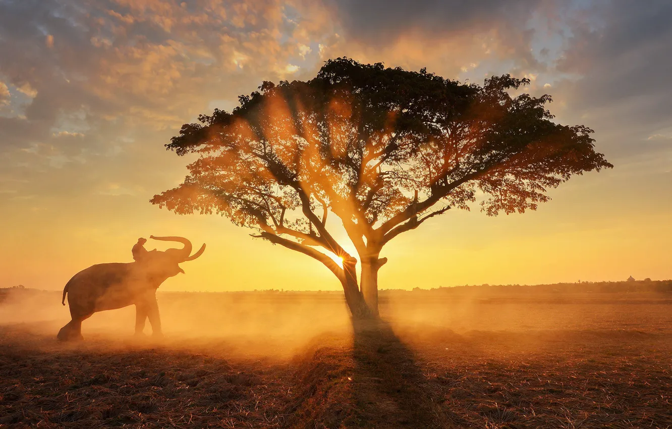 Фото обои солнце, свет, дерево, слон, утро, дымка, наездник