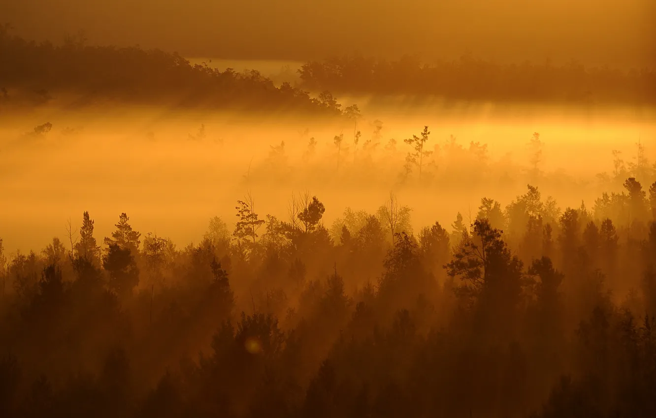 Фото обои деревья, пейзаж, закат, туман