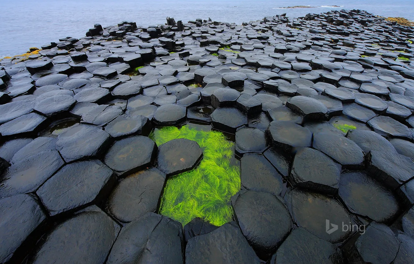 Фото обои море, водоросли, дамба, Northern Ireland, Antrim, северная ирландия