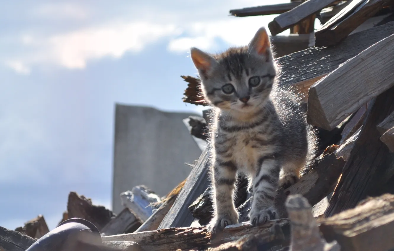 Фото обои животные, котенок, мило, мяу