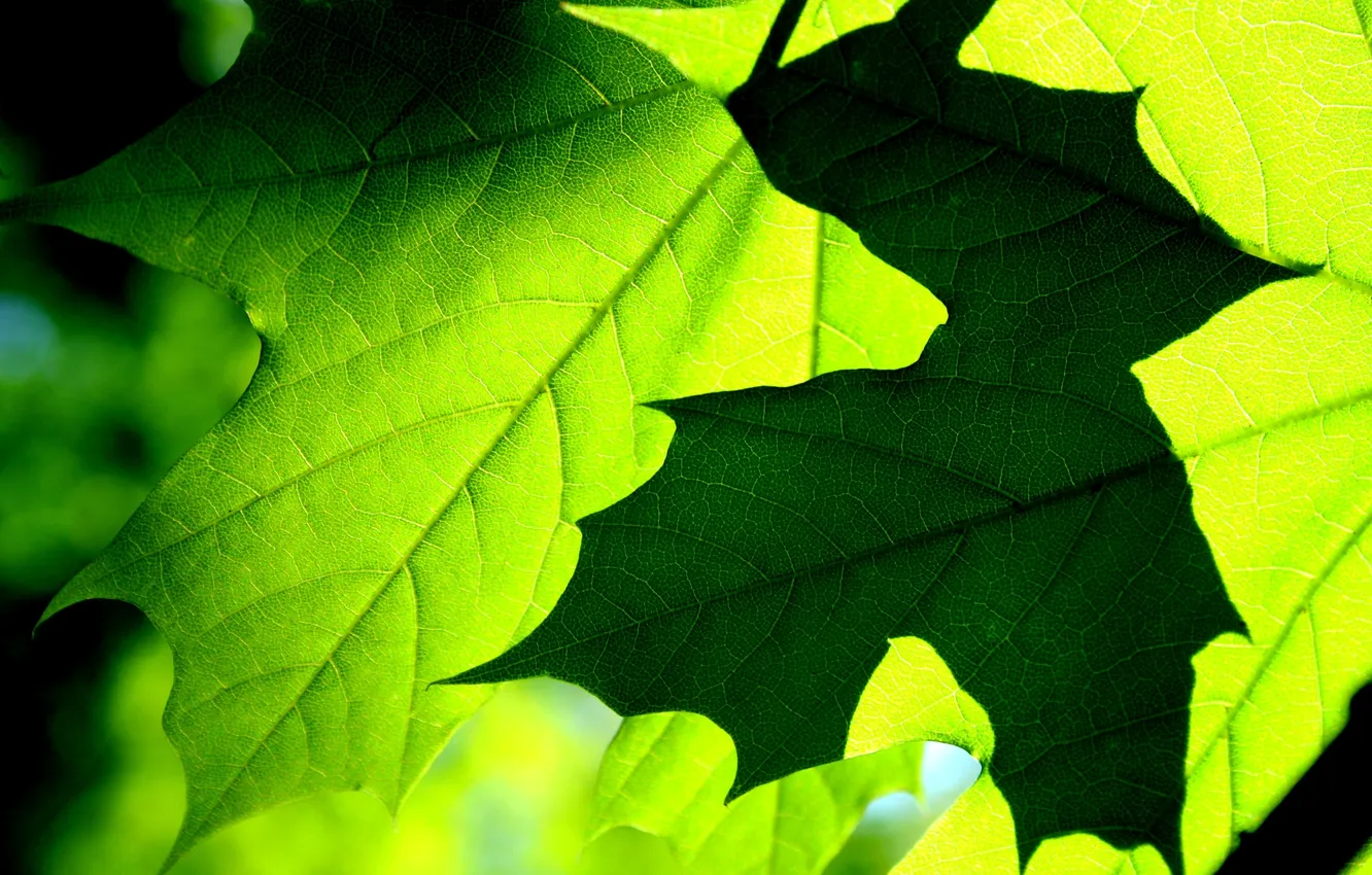Фото обои макро, клен, leaves, leaf