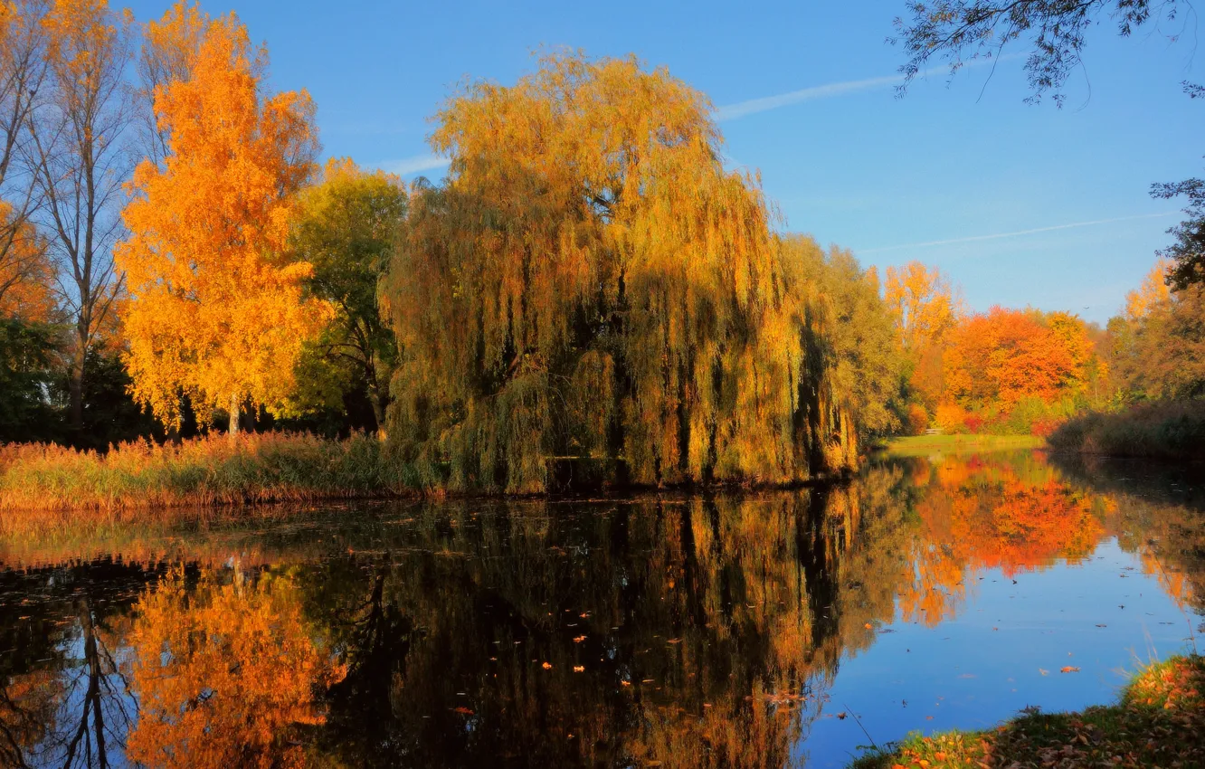 Фото обои осень, деревья, пруд, листва, Нидерланды, Голландия, краски осени, Дордрехт