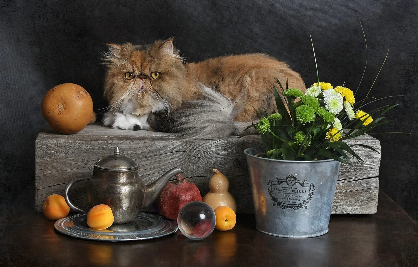 Фото обои кошка, кот, взгляд, цветы, чайник, рыжий, ведро, лежит
