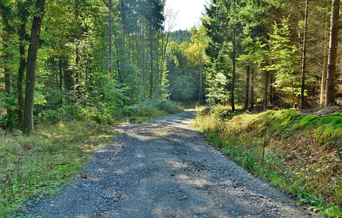 Фото обои дорога, лес, лето
