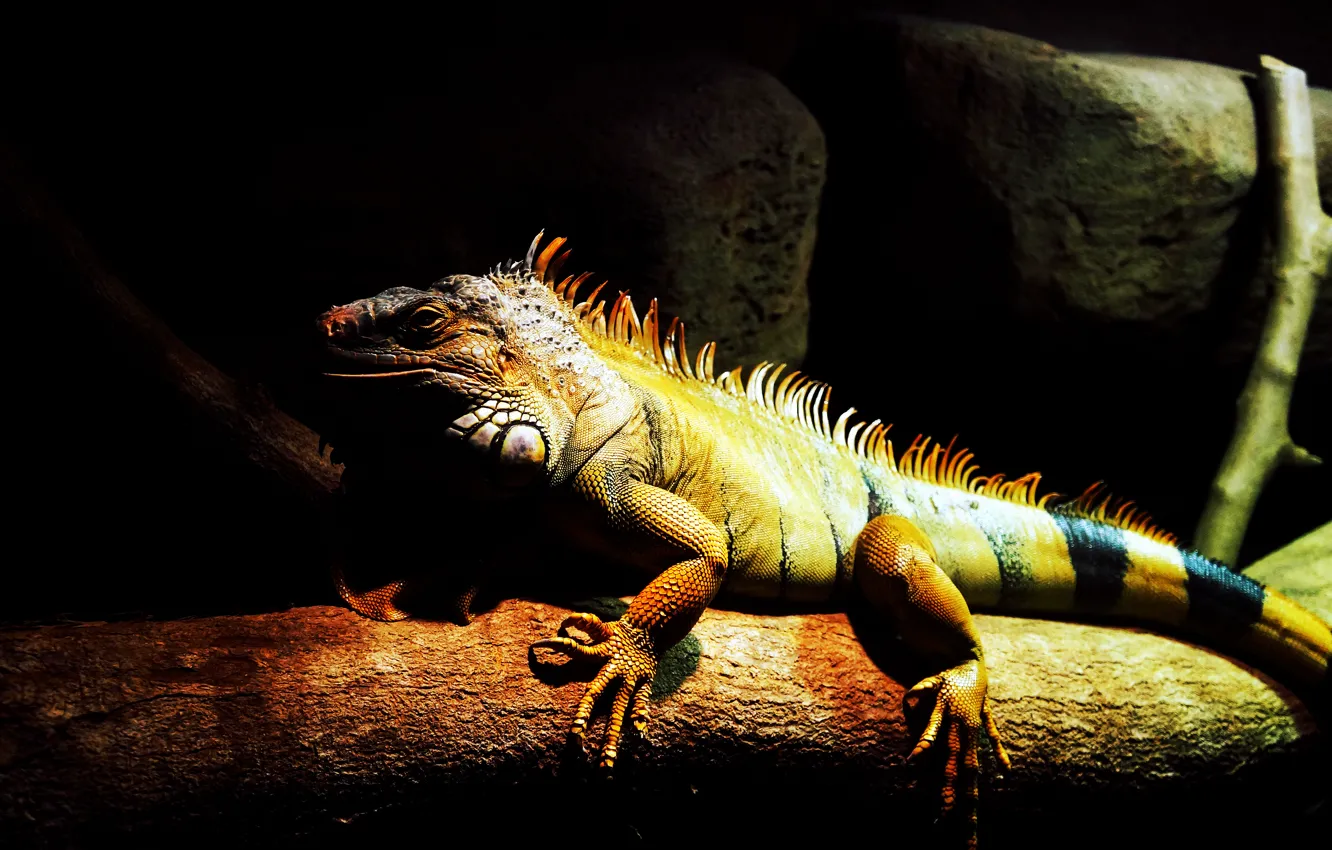 Фото обои green, dark, light, animals, lizard, reptile, malaysia, 1080P