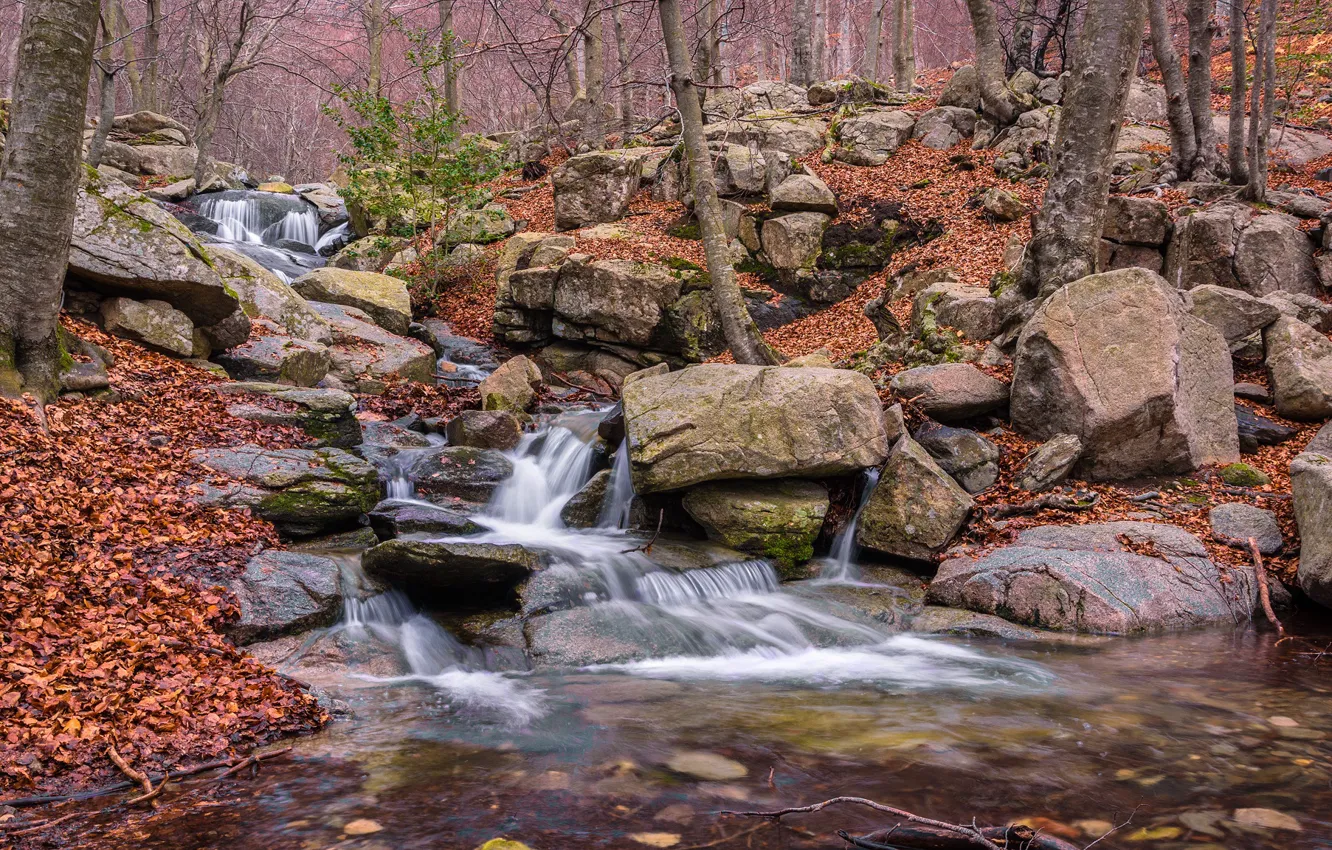 Фото обои лес, камни, речка, Испания, Spain, Catalonia, Монсень, Montseny