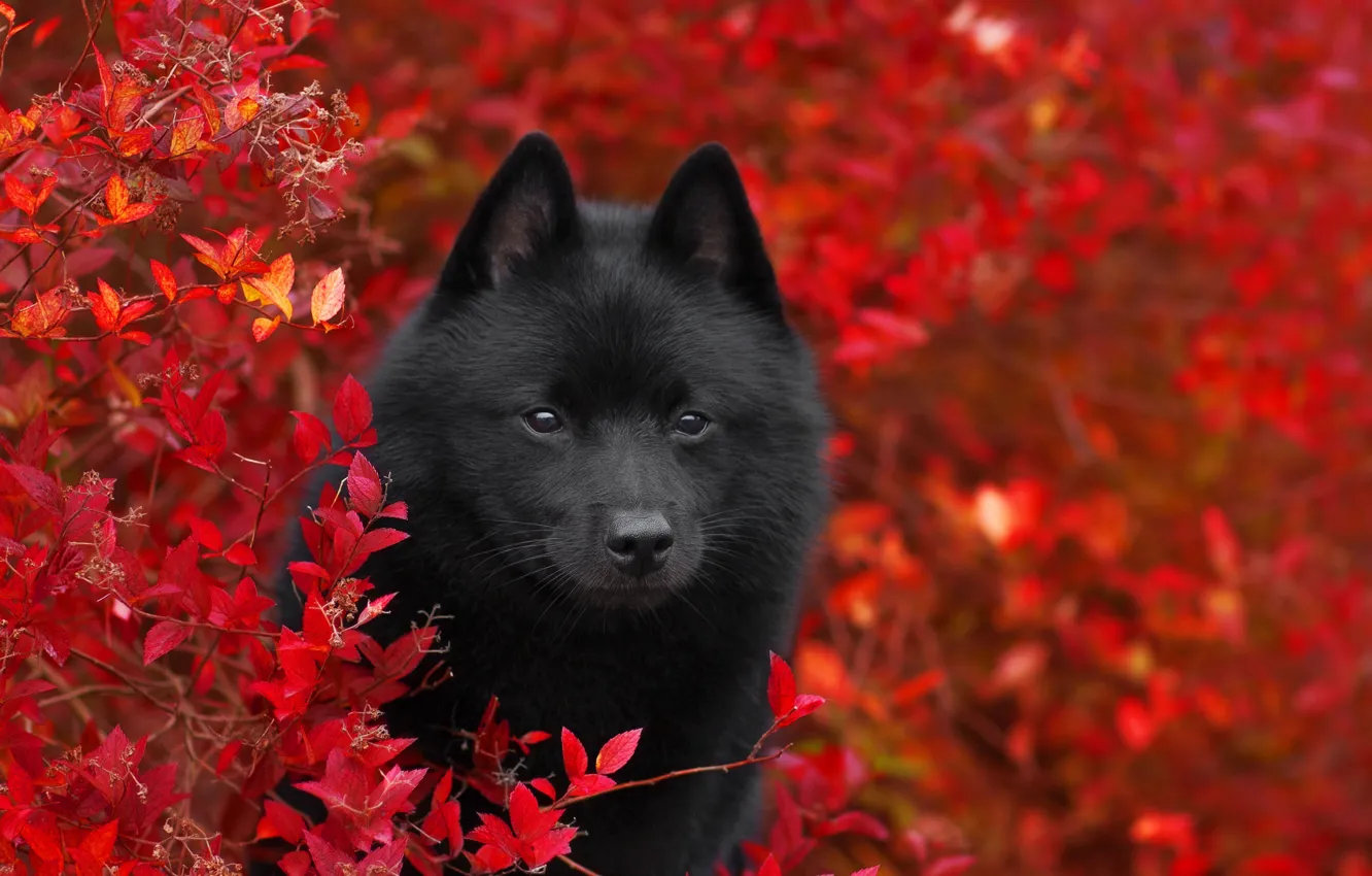 Фото обои осень, ветки, природа, животное, листва, куст, собака, пёс