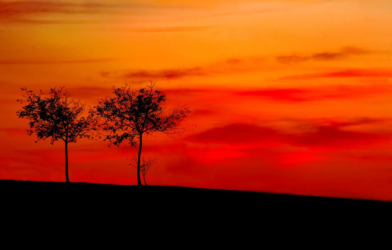 Фото обои деревья, склон, силуэт, зарево