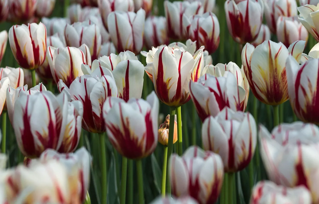 Фото обои парк, Канада, тюльпаны, Оттава, 'Кленовый Лист'